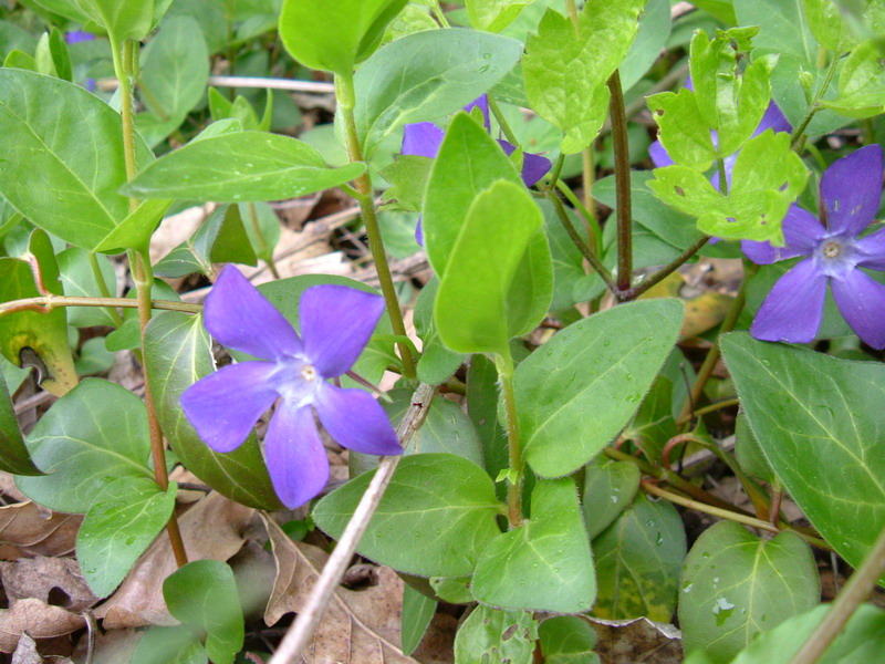 Vinca major /  Pervinca maggiore